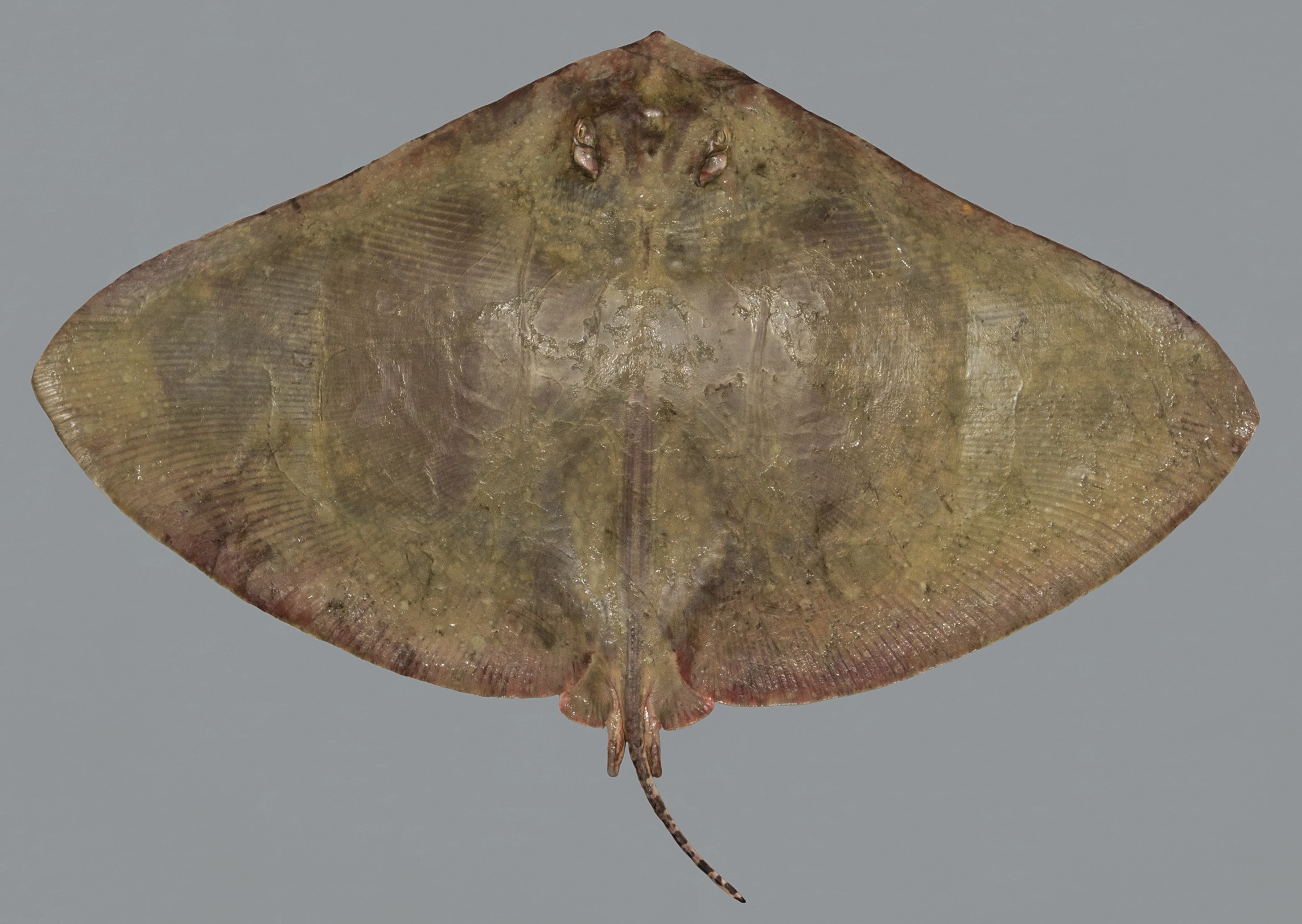 Gymnura poecilura, male, 57.5 cm DW, Qatar; S.V. Bogorodsky